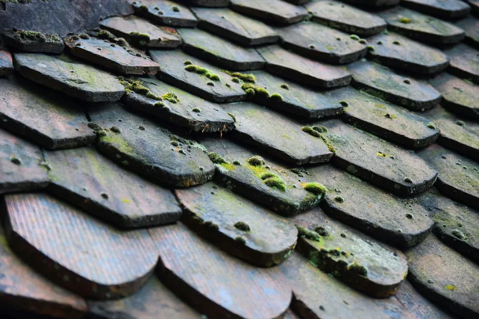 Thick moss and lichen growing across old slate tiles